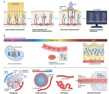 Zum Artikel "Publication alert: Nature Reviews Bioengineering"